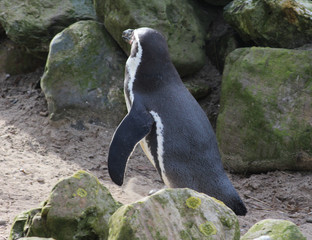 The Humboldt penguin (Spheniscus humboldti)