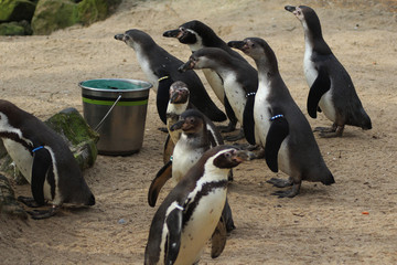 The Humboldt penguin (Spheniscus humboldti)