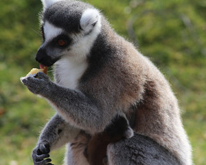 The ring-tailed lemur (Lemur catta)	
