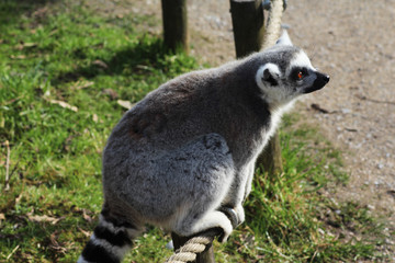 The ring-tailed lemur (Lemur catta)	