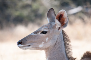 Kudu mother with baby suckling