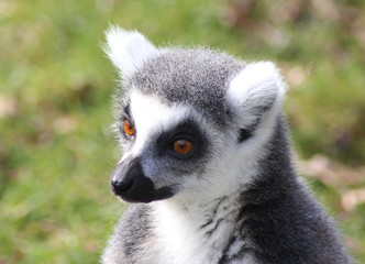 The ring-tailed lemur (Lemur catta)	
