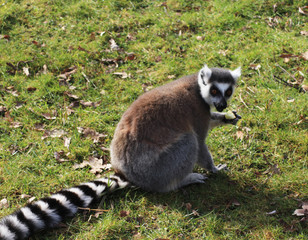 The ring-tailed lemur (Lemur catta)	