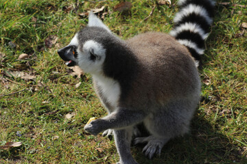 Naklejka na ściany i meble The ring-tailed lemur (Lemur catta) 