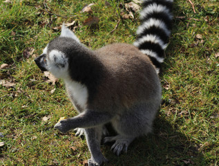 The ring-tailed lemur (Lemur catta)	