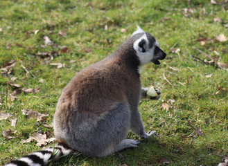 The ring-tailed lemur (Lemur catta)	