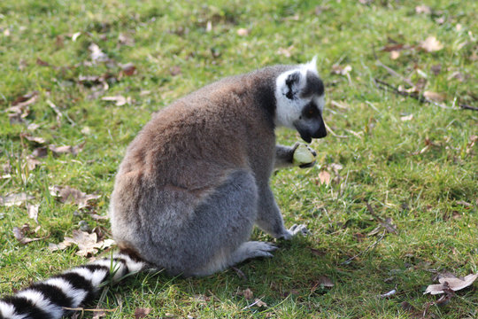 The ring-tailed lemur (Lemur catta)	