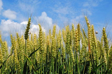 Wheat field with nice blue sky