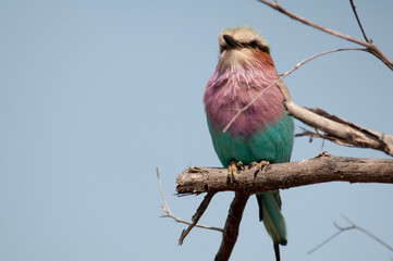 Lilac breasted roller