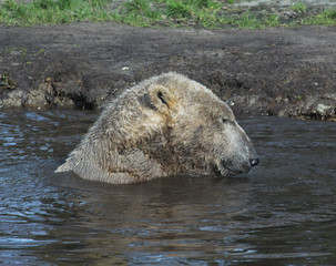 The polar bear (Ursus maritimus)	