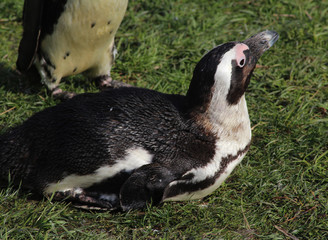 Group Humboldt penguin (Spheniscus humboldti)	