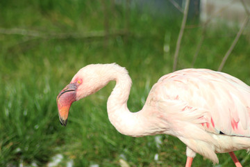 The lesser flamingo (Phoeniconaias minor)	