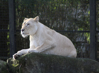 white female lion