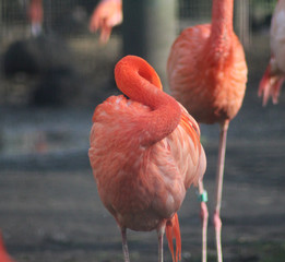 The American flamingo (Phoenicopterus ruber)