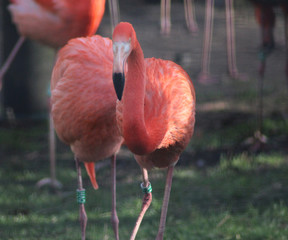 The American flamingo (Phoenicopterus ruber)
