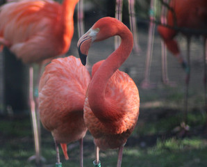 The American flamingo (Phoenicopterus ruber)