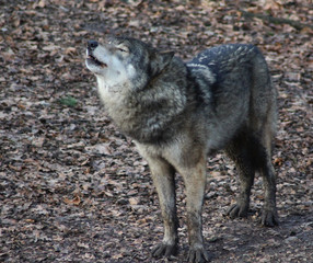 Fototapeta premium The Eurasian wolf (Canis lupus lupus)