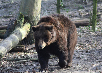 The brown bear (Ursus arctos)