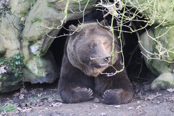 The brown bear (Ursus arctos)