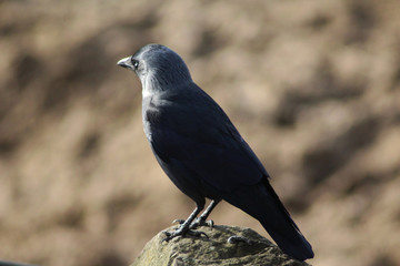 Western jackdaw (Corvus monedula)	