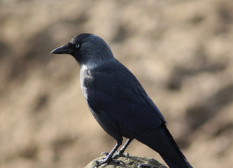 Obraz premium Western jackdaw (Corvus monedula) 