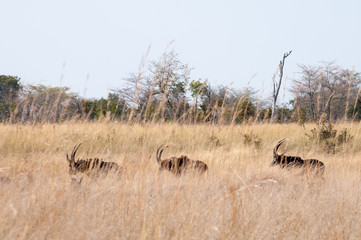 Sable antelope 