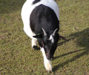 Pygmy goat	