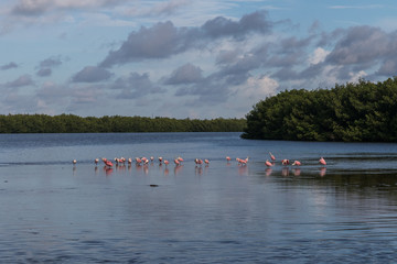 Landscape with Roseate Spoonbills, J.N. ''Ding'' Darling National Wildlife Refuge, Sanibel Island, Florida, USA