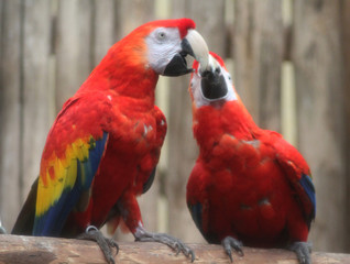 Obraz na płótnie Canvas The scarlet macaw (Ara macao)
