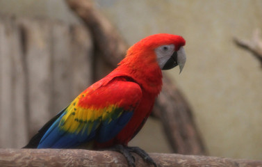 The scarlet macaw (Ara macao)