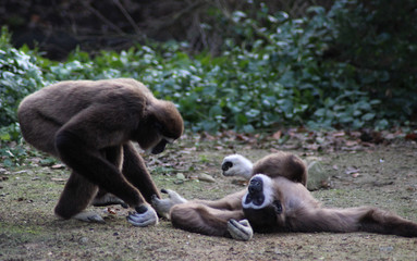 The lar gibbon (Hylobates lar)