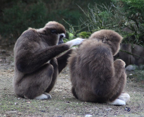 The lar gibbon (Hylobates lar)