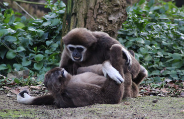 The lar gibbon (Hylobates lar)