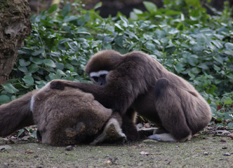 The lar gibbon (Hylobates lar)