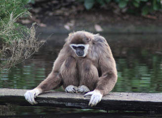 The lar gibbon (Hylobates lar)