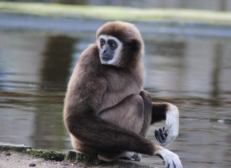 Fototapeta premium The lar gibbon (Hylobates lar)