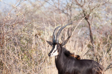 Sable antelope 