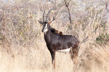 Sable antelope 