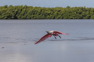 Roseate Spoonbill Flying, J.N. ''Ding'' Darling National Wildlife Refuge, Sanibel Island, Florida, USA