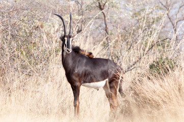 Sable antelope 