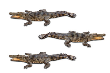 Freshwater crocodile