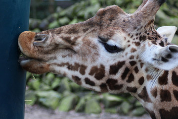 The Rothschild's giraffe (Giraffa camelopardalis rothschildi)