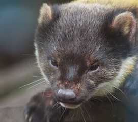 The yellow-throated marten (Martes flavigula)