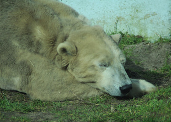 The polar bear (Ursus maritimus)