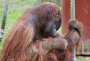The Bornean orangutan (Pongo pygmaeus)