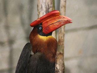 The great hornbill (Buceros bicornis)
