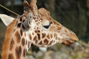 The Rothschild's giraffe (Giraffa camelopardalis rothschildi)