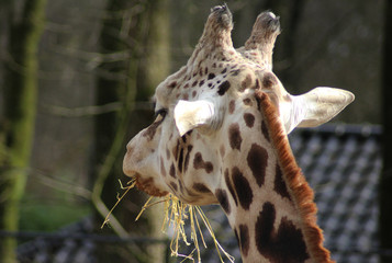 The Rothschild's giraffe (Giraffa camelopardalis rothschildi)