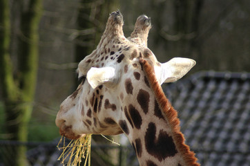 The Rothschild's giraffe (Giraffa camelopardalis rothschildi)