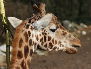 The Rothschild's giraffe (Giraffa camelopardalis rothschildi)